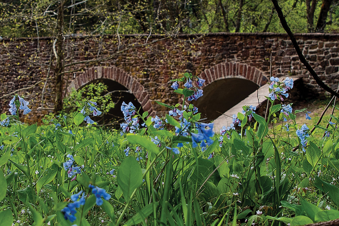 Virginia bluebells at Stone Bridge, VA